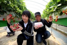 당진 딸기 체험 프로그램 인기…외국인 발길 줄이어