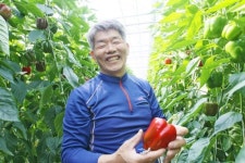 경남 고성 파프리카 수출 증가 쑥쑥