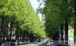 시가지 메타세쿼이아 가로수 보긴 좋지만