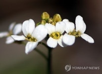 고산의 봄꽃…큰산장대
