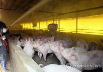 군위 돼지농장에 불…900마리 폐사