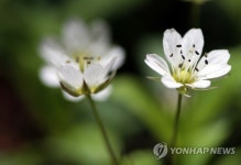 고산의 봄별 태백개별꽃