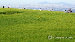 제주 중산간 청보리밭 풍경