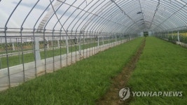 화천산 토종달래 인기