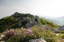 5월의 신록으로 변한 주작산