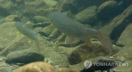 태백산국립공원 백천계곡 열목어