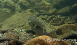 태백산국립공원 백천계곡 열목어