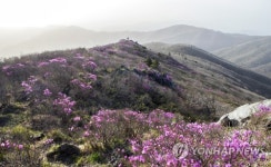 국립공원 덕유산 분홍빛 털진달래 만개 장관