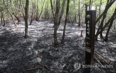 불에 탄 백두대간 등산로