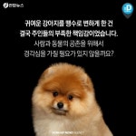 [카드뉴스] 멍멍이가 맹수로 변하는 순간