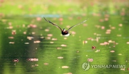 원앙 연꽃단지 나들이