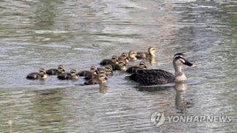 다둥이 가족의 행복한 봄나들이