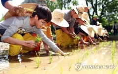 방이습지에서 모 심어요
