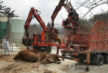 한우 248마리 집단 살처분 옥천 브루셀라 진정 기미