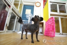 청와대의 부름 기다리는 예비 퍼스트 독 토리