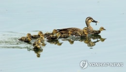 엄마 따라 쪼르르∼