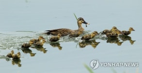 엄마 따라 쪼르르∼