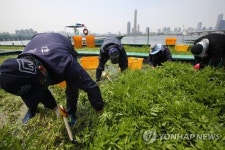 한강에서 미나리 수확