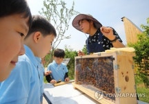 도심의 꿀벌들의 생활이 궁금해요