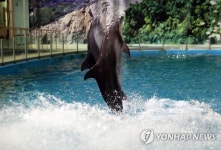 바다로 가는 돌고래 금등·대포의 마지막 공연