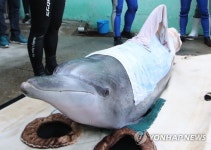 제 이름은 금등 오늘 고향으로 돌아갑니다