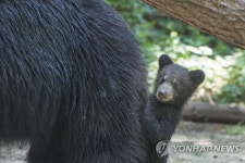 우리는 불곰 가족