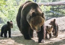 우리는 불곰 가족