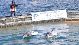 제주 바다로 다시 온 금등이와 대포