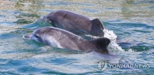 컴백 홈 금등이와 대포