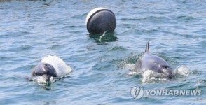 컴백 홈 금등이와 대포