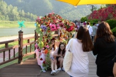 꽃향기에 취해 보세요…27일 단양서 장미길 향연