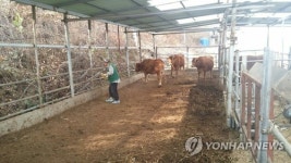 축산관계자 구제역 발생국서 입국때 신고안하면 최대 500만원(종합)