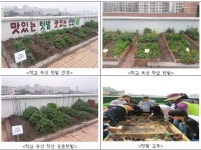 쌈채소의 날에 고사리손으로 기른 상추·치커리 먹어요