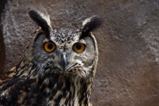 파주시, 장단콩웰빙마루 인근 수리부엉이 보존책 마련