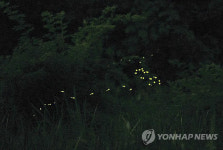 성남시 분당 도심 녹지서 반딧불이 체험