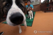 신난 바둑이