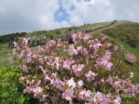 절정 앞둔 소백산 철쭉
