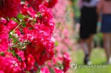 장미 만발한 조선대학교