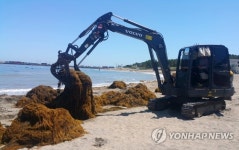괭생이모자반 수거 작업
