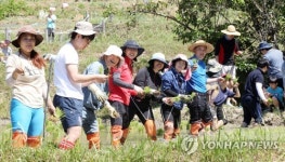 한새봉 개구리 논 모심기