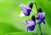 오월 끝자락의 우아함…산새콩