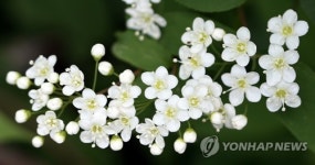 탐스러운 하얀 꽃…태백말발도리