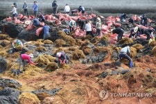 괭생이모자반의 습격