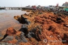 괭생이모자반의 습격