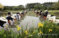 힘을 합쳐 모 심어요