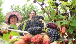 새콤달콤한 오디 수확