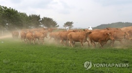 대관령 초지로 향하는 한우들