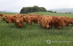 대관령 초지의 한우들