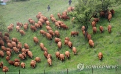 싱싱한 풀밭을 향해