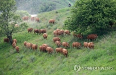싱싱한 풀밭을 향해